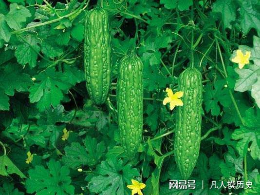 苦瓜最新網(wǎng)站，探索自然美景，尋找內(nèi)心寧靜的輕松之旅