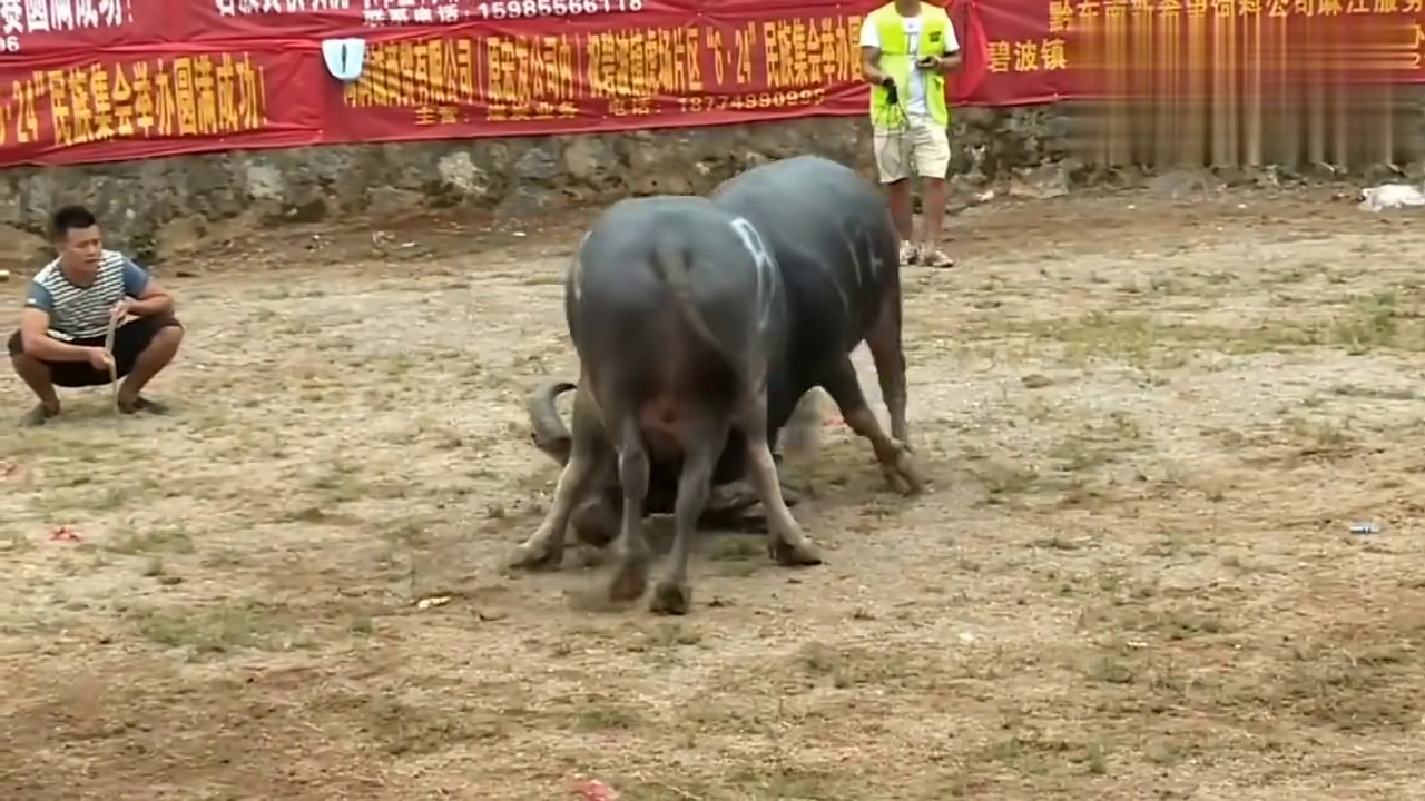 貴州斗牛傳奇篇章，回顧2017年斗牛比賽的精彩瞬間