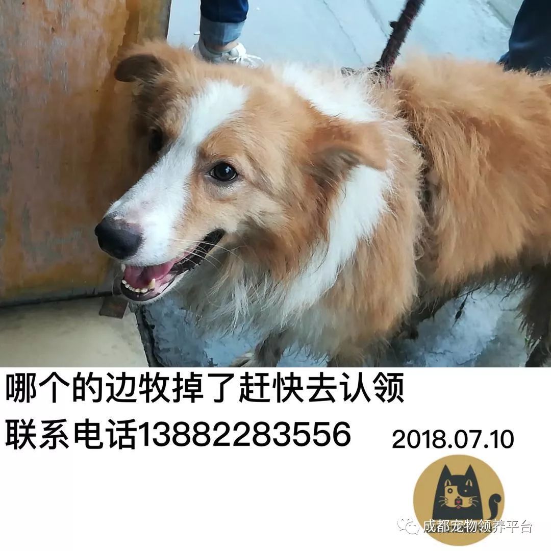 成都最新尋狗記，巷弄深處特色小店中的尋寵之旅