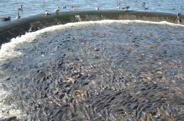 美國(guó)鯉魚(yú)成災(zāi)背后秘密揭秘，鯉魚(yú)泛濫與小巷獨(dú)特小店的故事