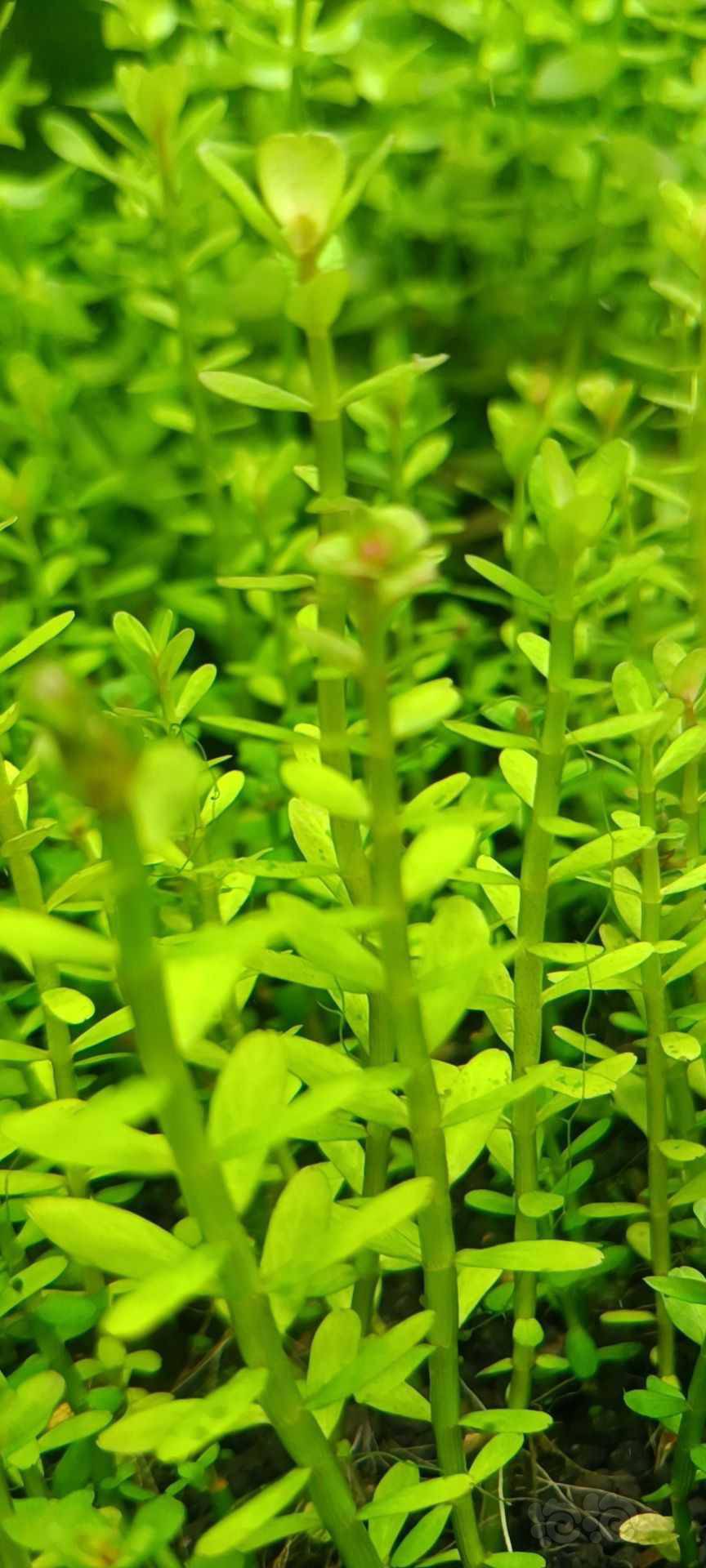 最新福利草草，自然美景之旅，探尋內(nèi)心平和與喜悅的旅程