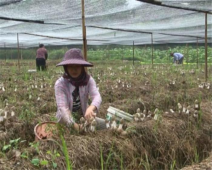 食用菌最新讀音及其背景、發(fā)展與地位概述